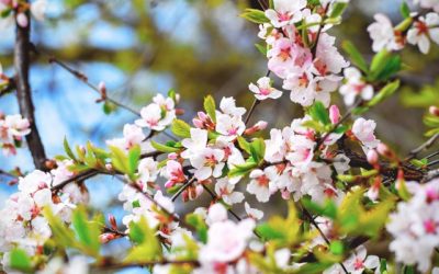 Spring Cleaning and Healthy Backs